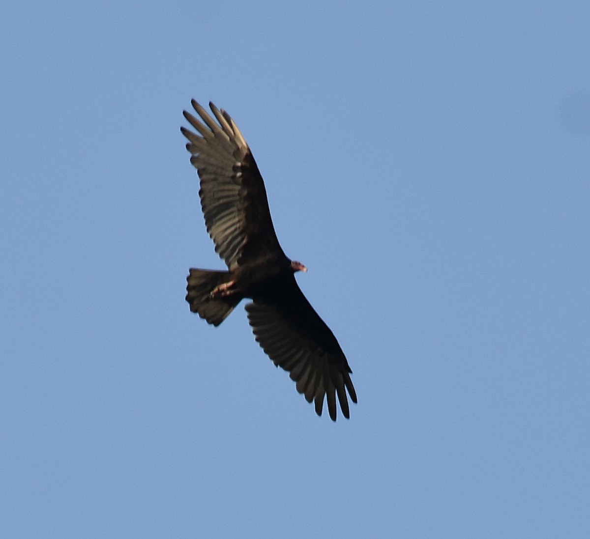Turkey Vulture - ML215271831