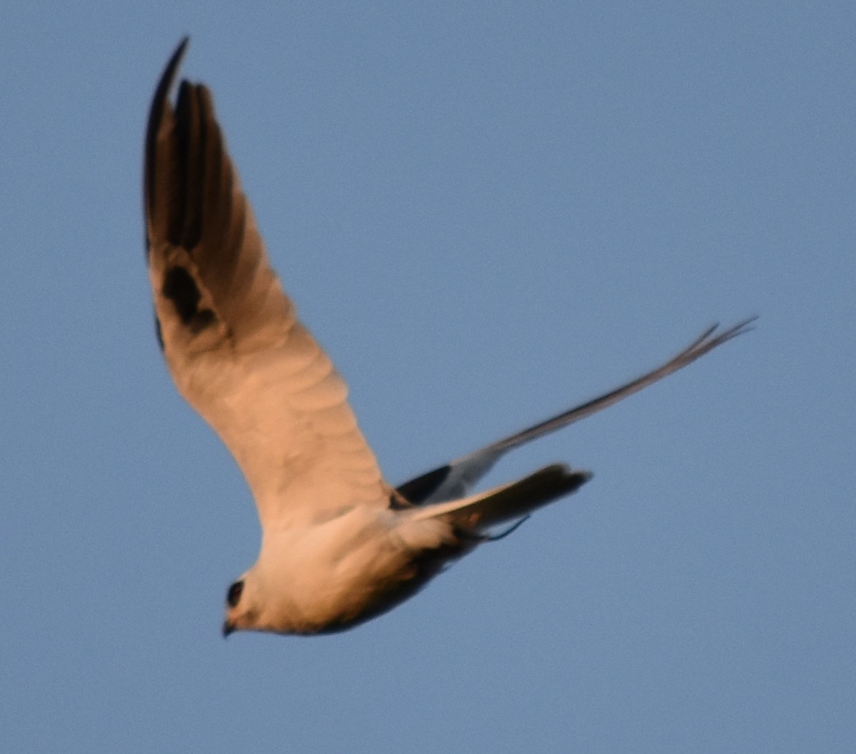 White-tailed Kite - andres ebel