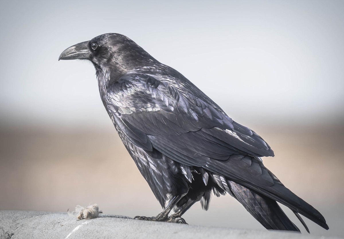 Common Raven - William Richards