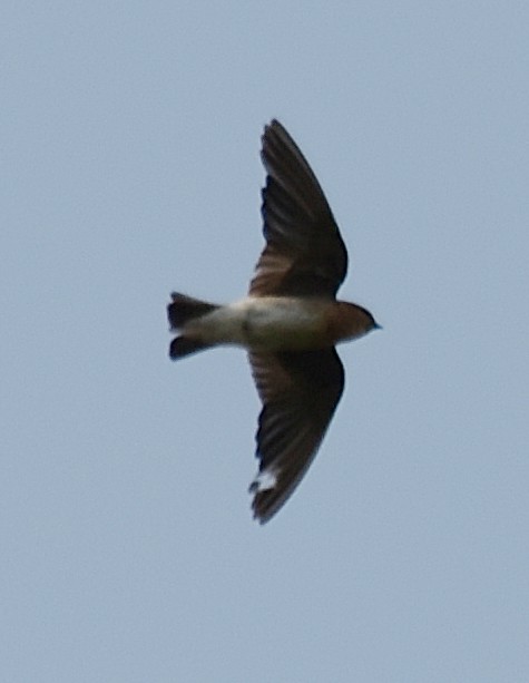 Tawny-headed Swallow - ML215275021