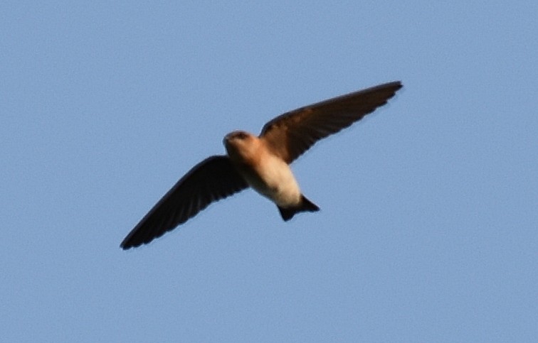 Tawny-headed Swallow - ML215275031