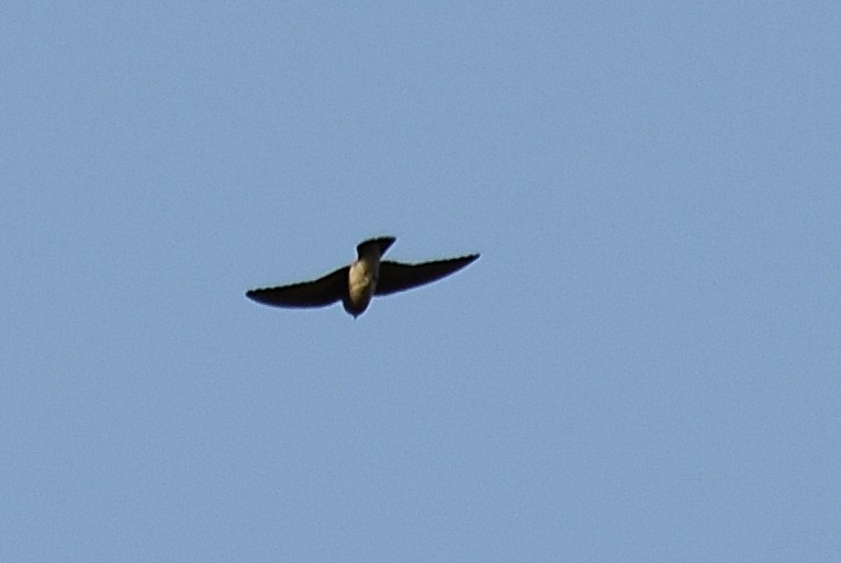 Tawny-headed Swallow - ML215275041