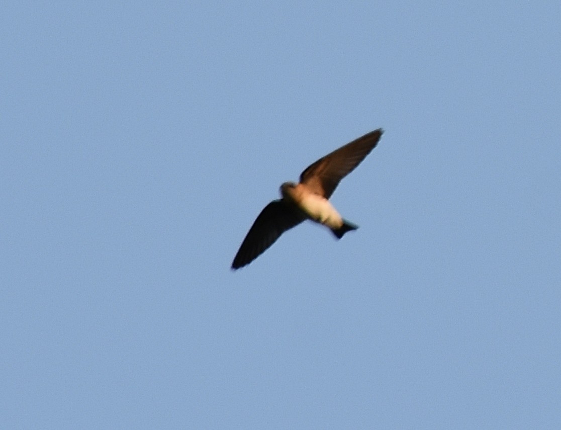 Tawny-headed Swallow - ML215275051