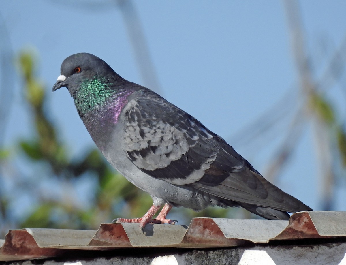 Rock Pigeon (Feral Pigeon) - Danilo Moreno