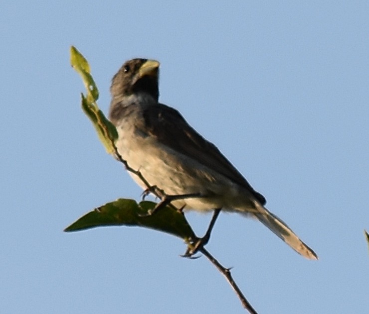 Double-collared Seedeater - ML215275441