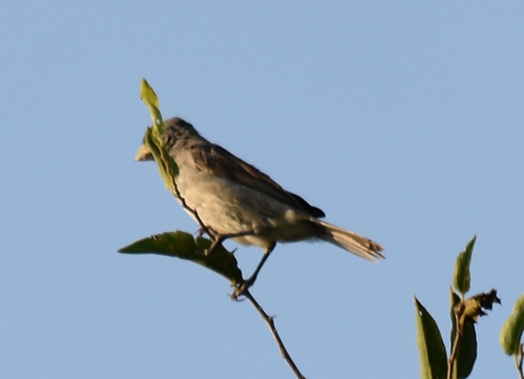 Double-collared Seedeater - ML215275461