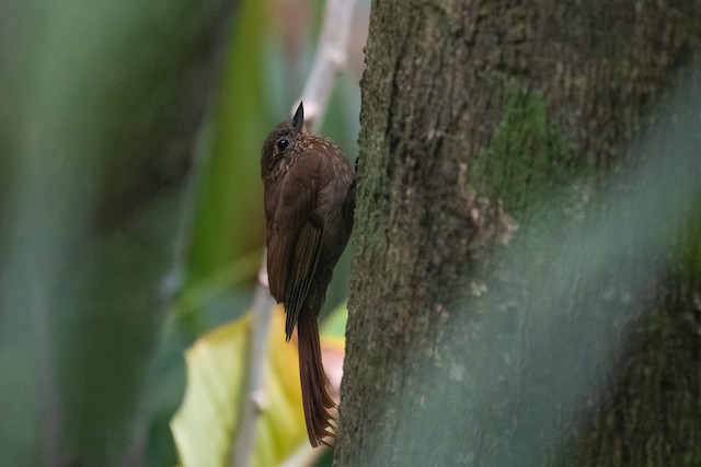 Wedge-billed Woodcreeper