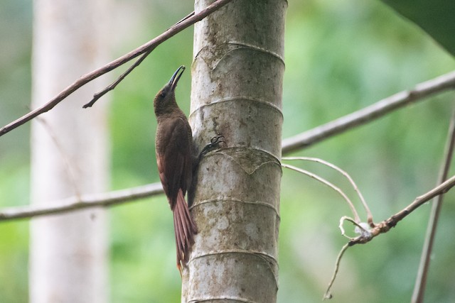 Northern Barred-Woodcreeper