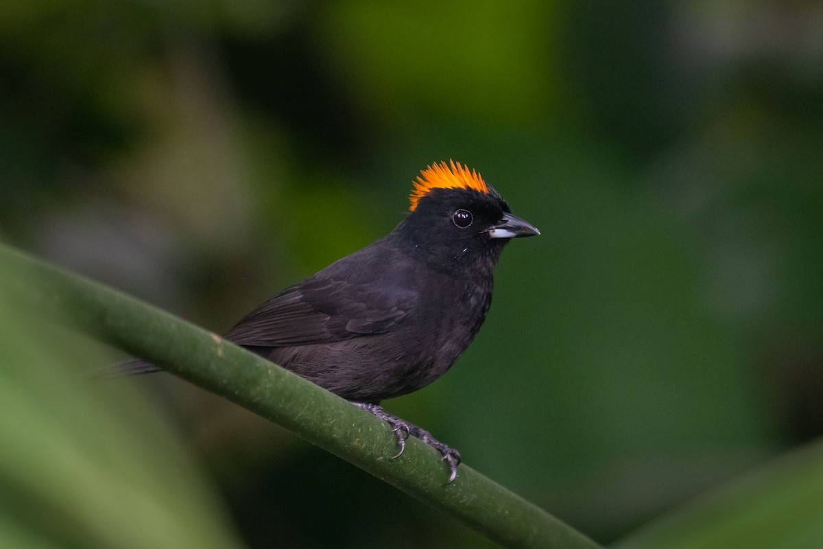 Tawny-crested Tanager - ML215276281