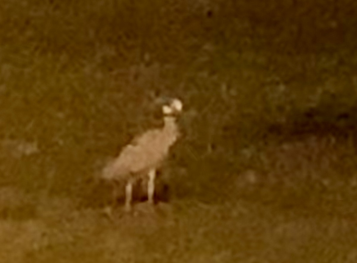Yellow-crowned Night Heron - ML215278521