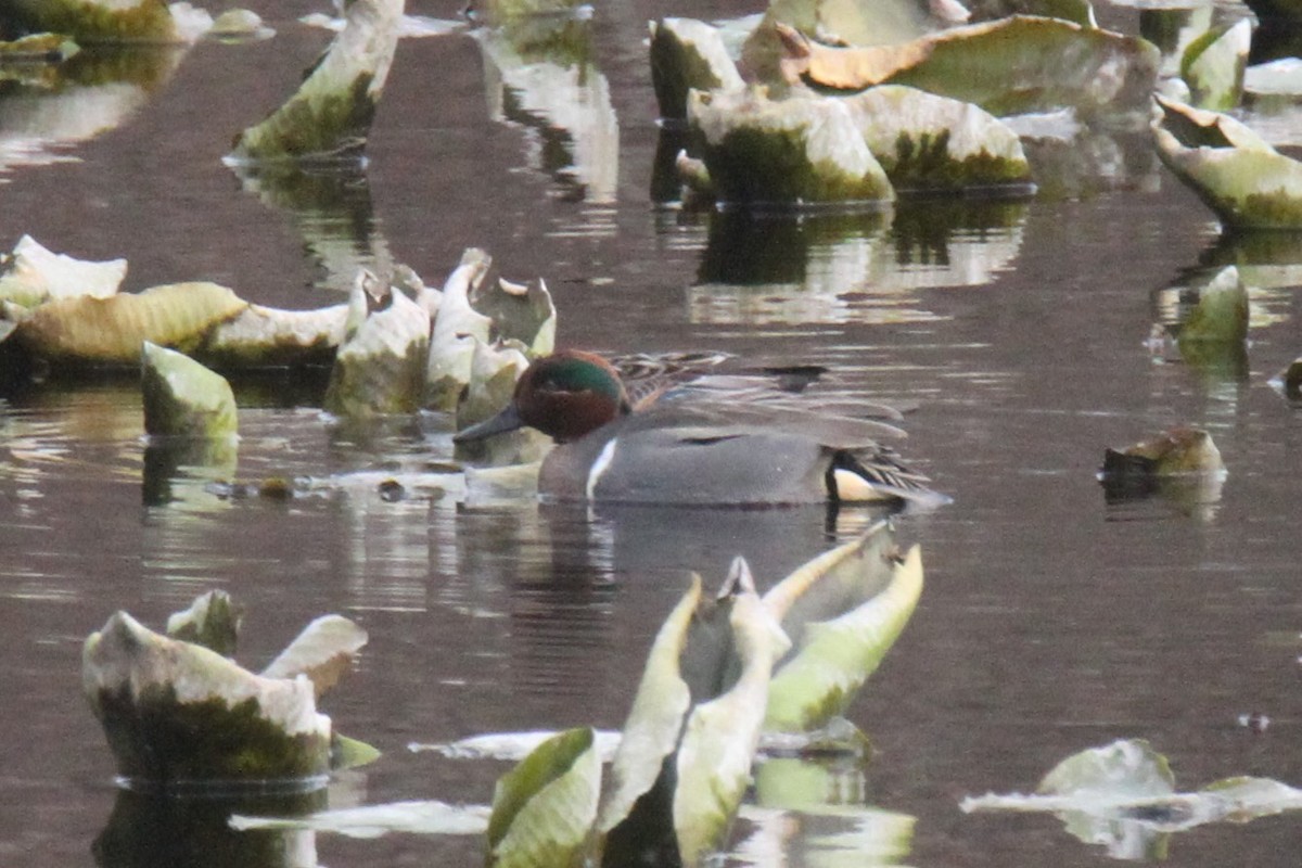 Green-winged Teal - ML215279421