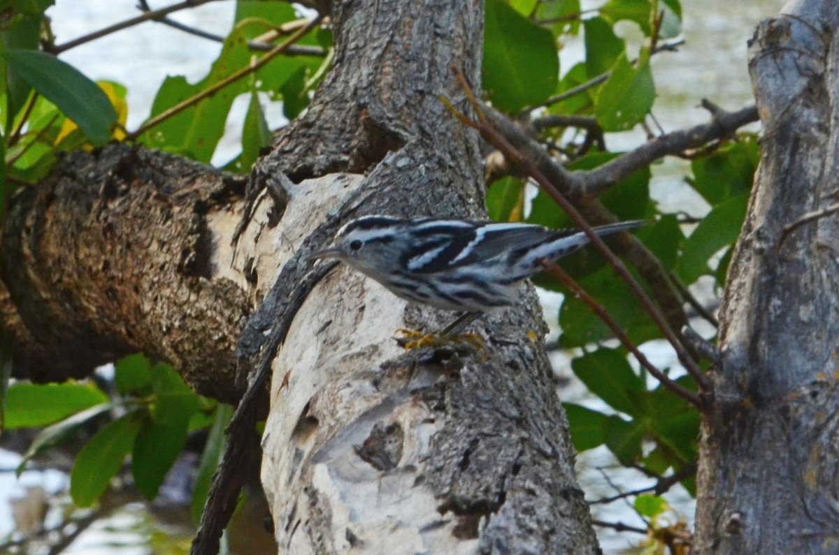 Black-and-white Warbler - Marie O'Neill