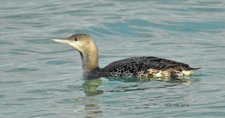 Red-throated Loon - Jean Iron