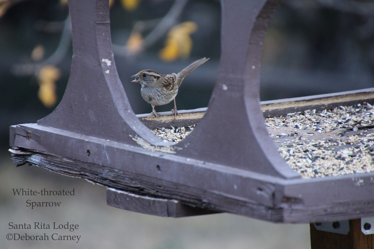 White-throated Sparrow - Deborah Carney