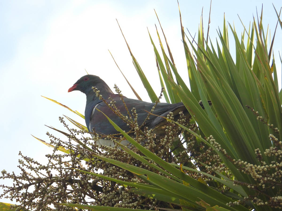New Zealand Pigeon - Chris Burwell