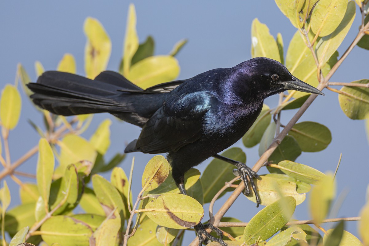 Boat-tailed Grackle - ML215288441