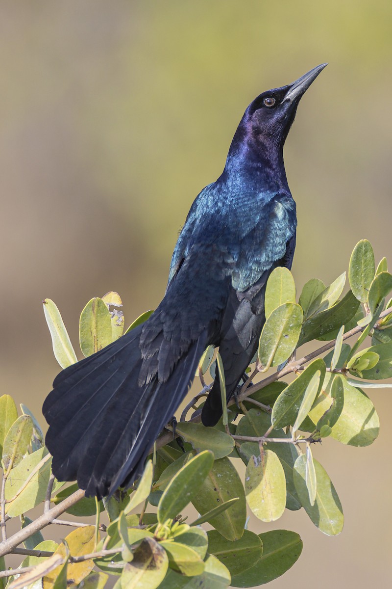 Boat-tailed Grackle - ML215288451