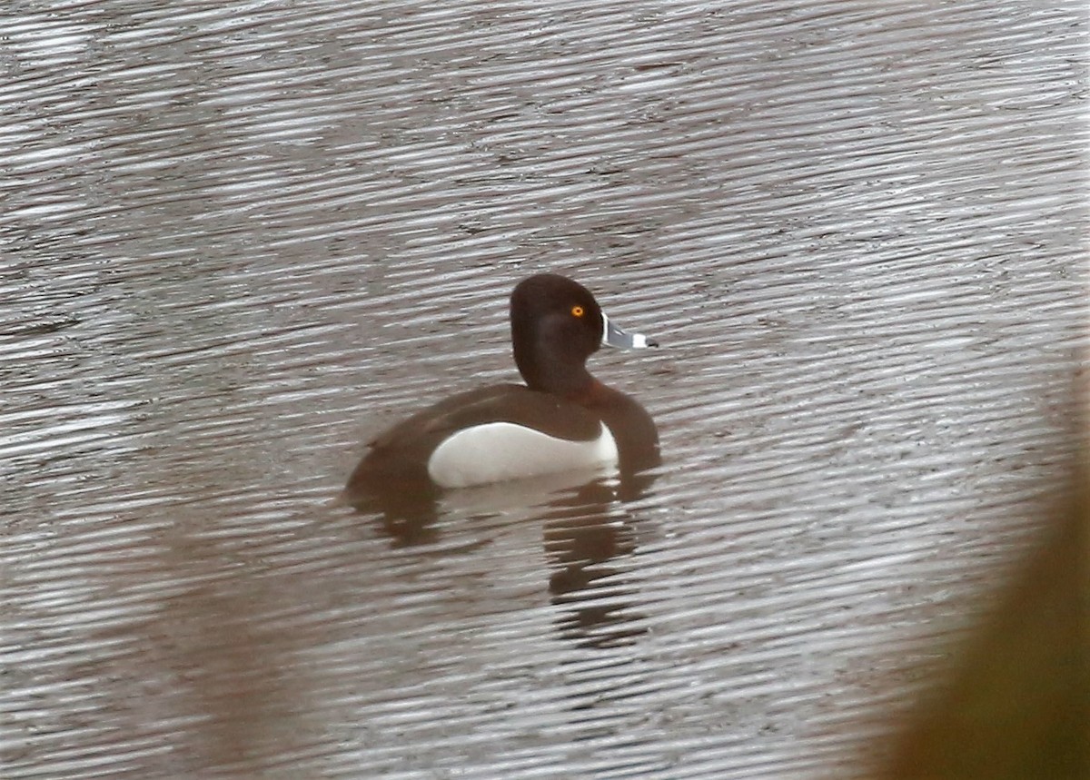 Ring-necked Duck - Theresa Gessing