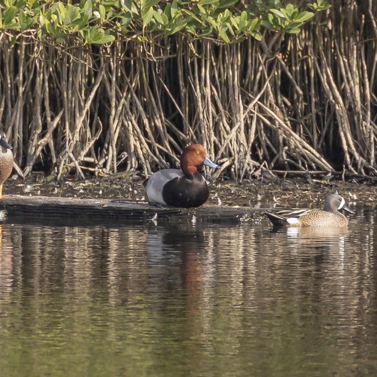 eBird Checklist 13 Mar 2020 Merritt Island NWRBlack Point
