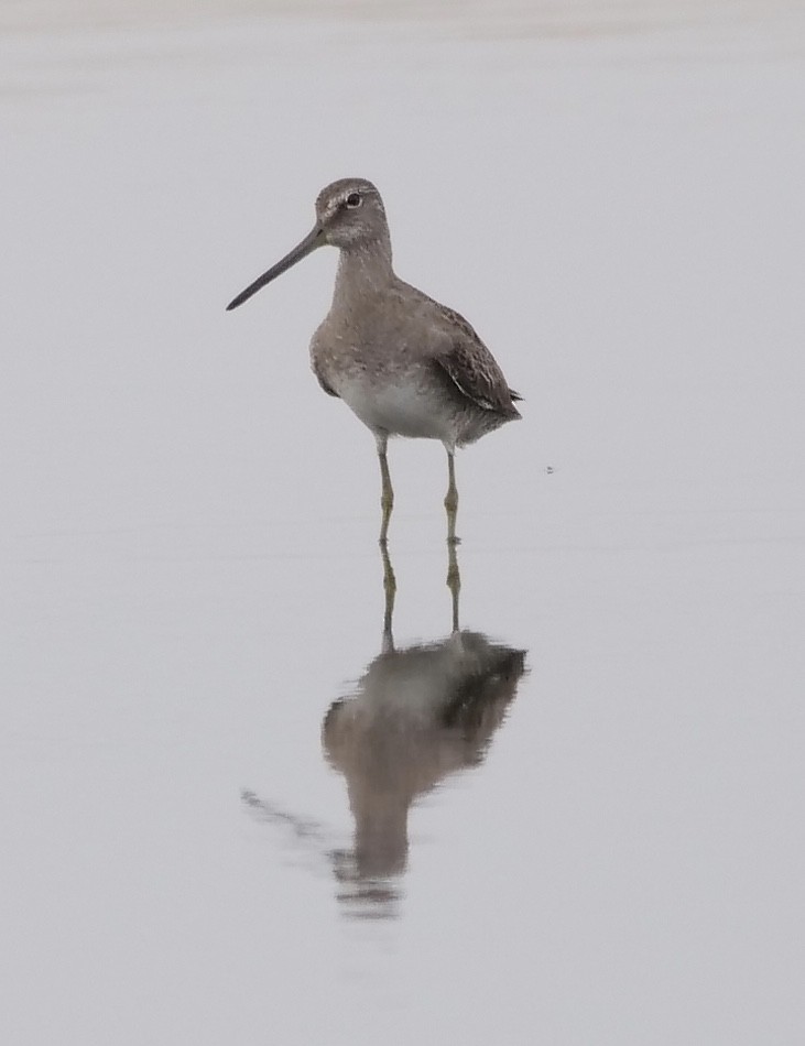 Long-billed Dowitcher - ML215289471
