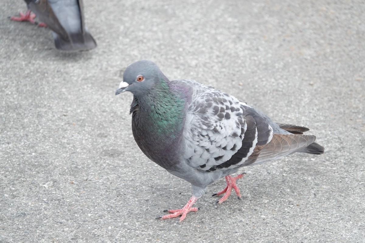 Rock Pigeon (Feral Pigeon) - Dave Ebbitt