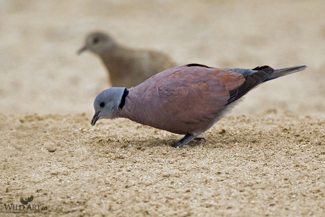 Red Collared-Dove - ML215293421