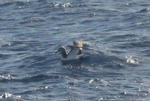 White-capped/Salvin's/Chatham Albatross - ML215298151
