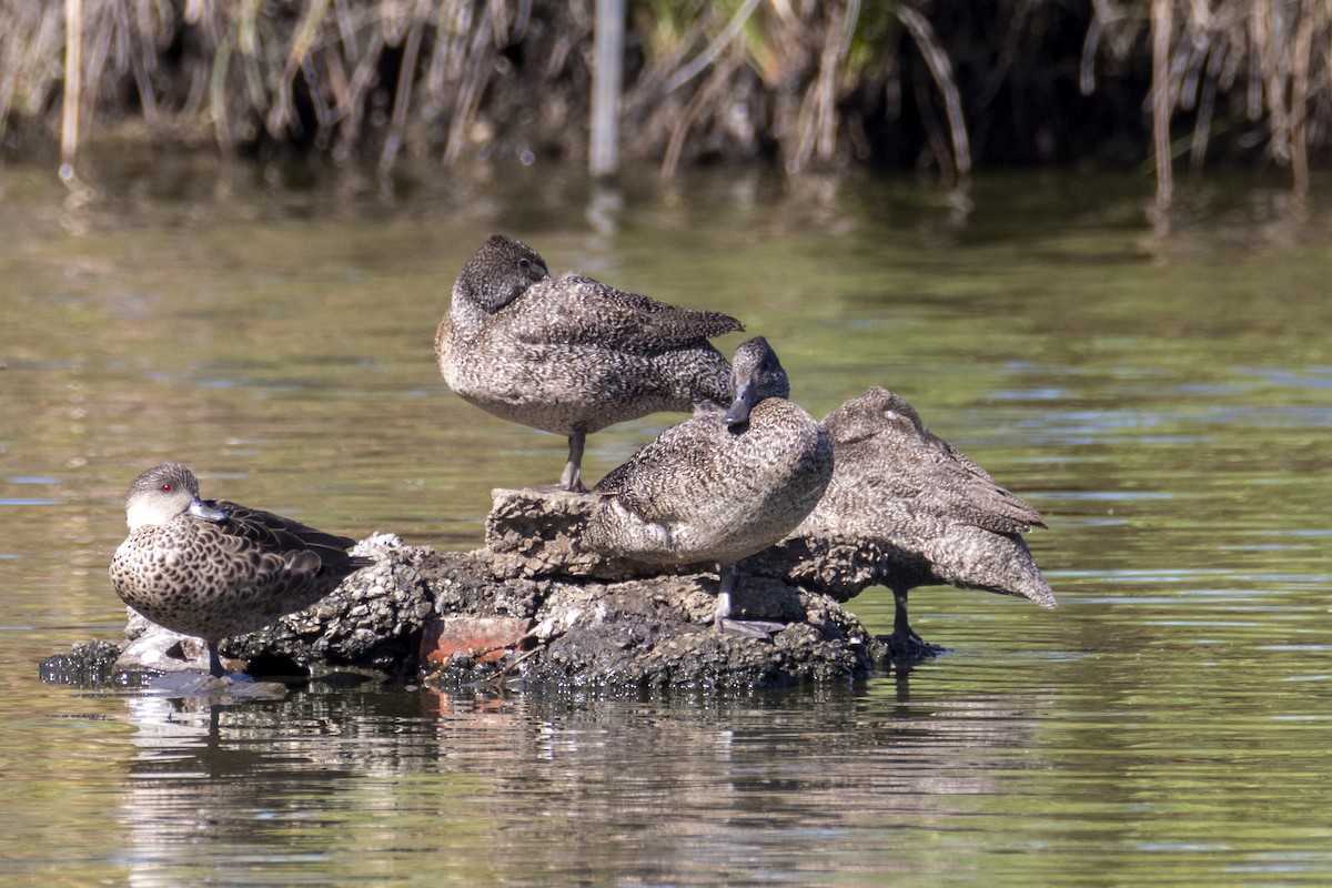 eBird Australia Checklist - 14 Mar 2020 - Barker Inlet Wetlands - 57 ...