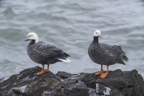 Emperor Goose - eBird