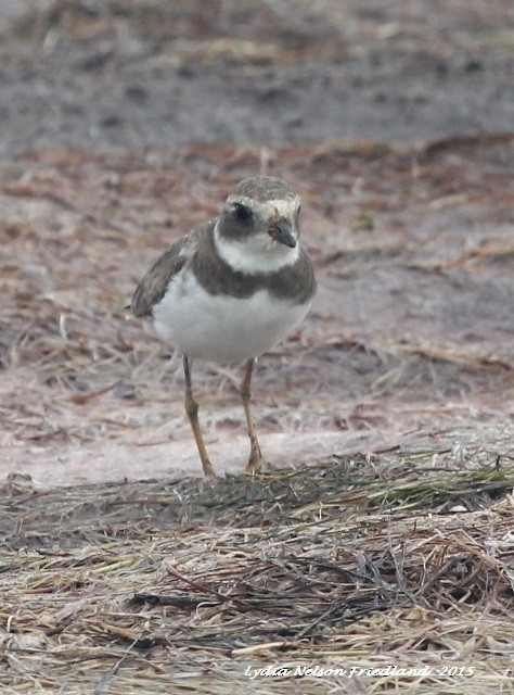 Semipalmated Plover - ML21529981