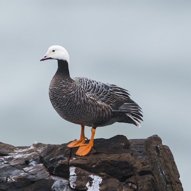 Emperor Goose - eBird