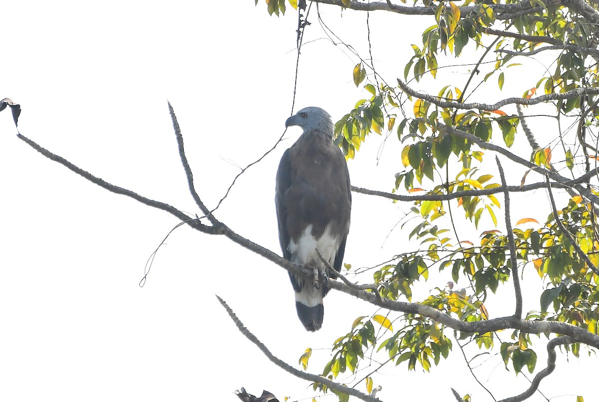 Gray-headed Fish-Eagle - HG Prashanthakumar