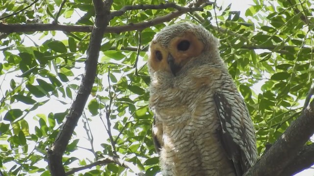 Spotted Wood-Owl - ML215311801