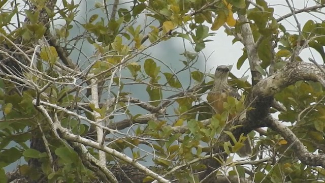 Fawn-breasted Bowerbird - ML215312461