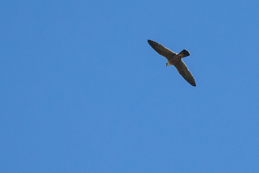 Peregrine Falcon (Shaheen) - ML215317731