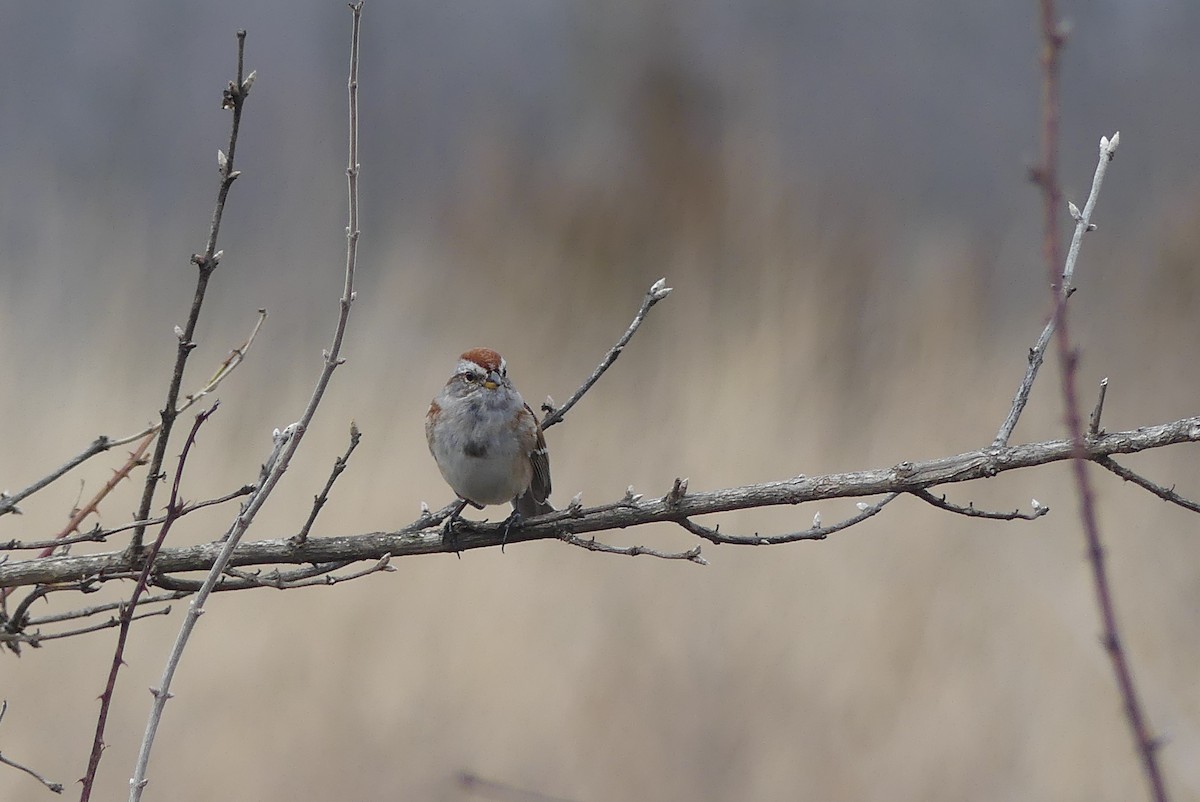 American Tree Sparrow - ML215318481