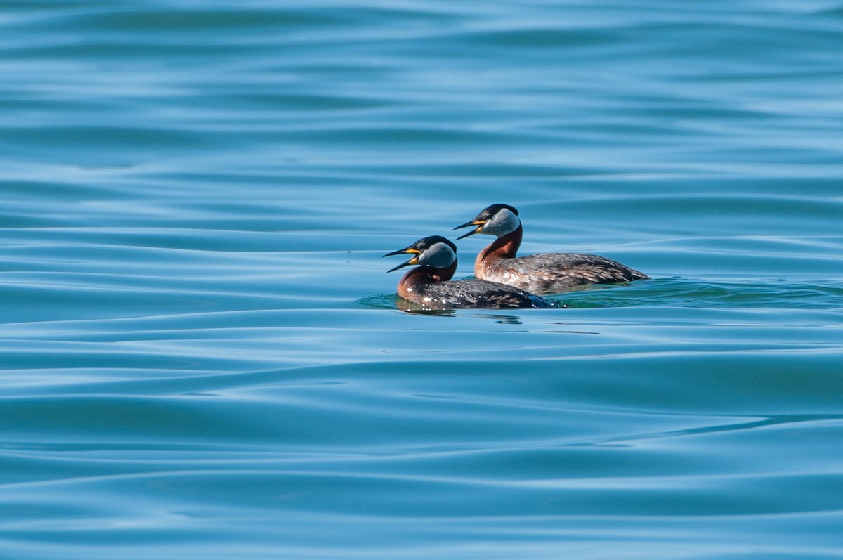 Red-necked Grebe - ML215319601
