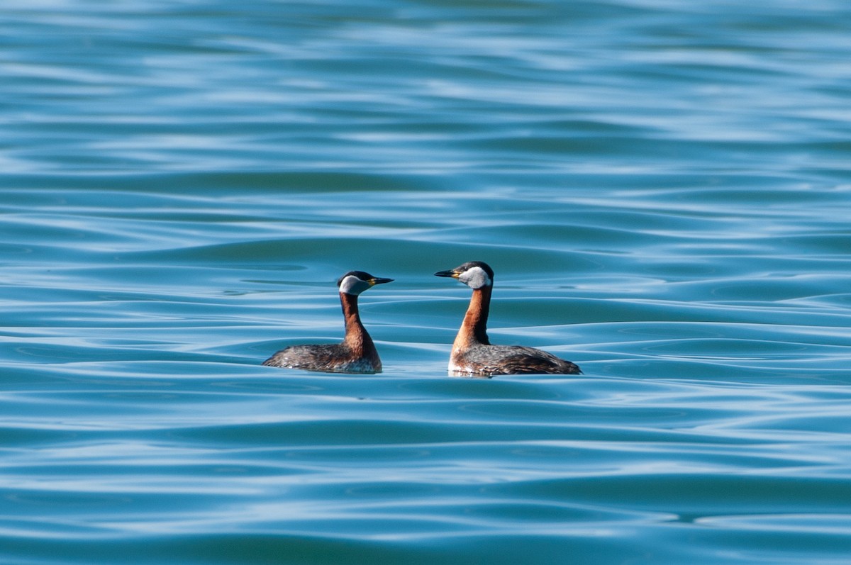 Red-necked Grebe - ML215319611