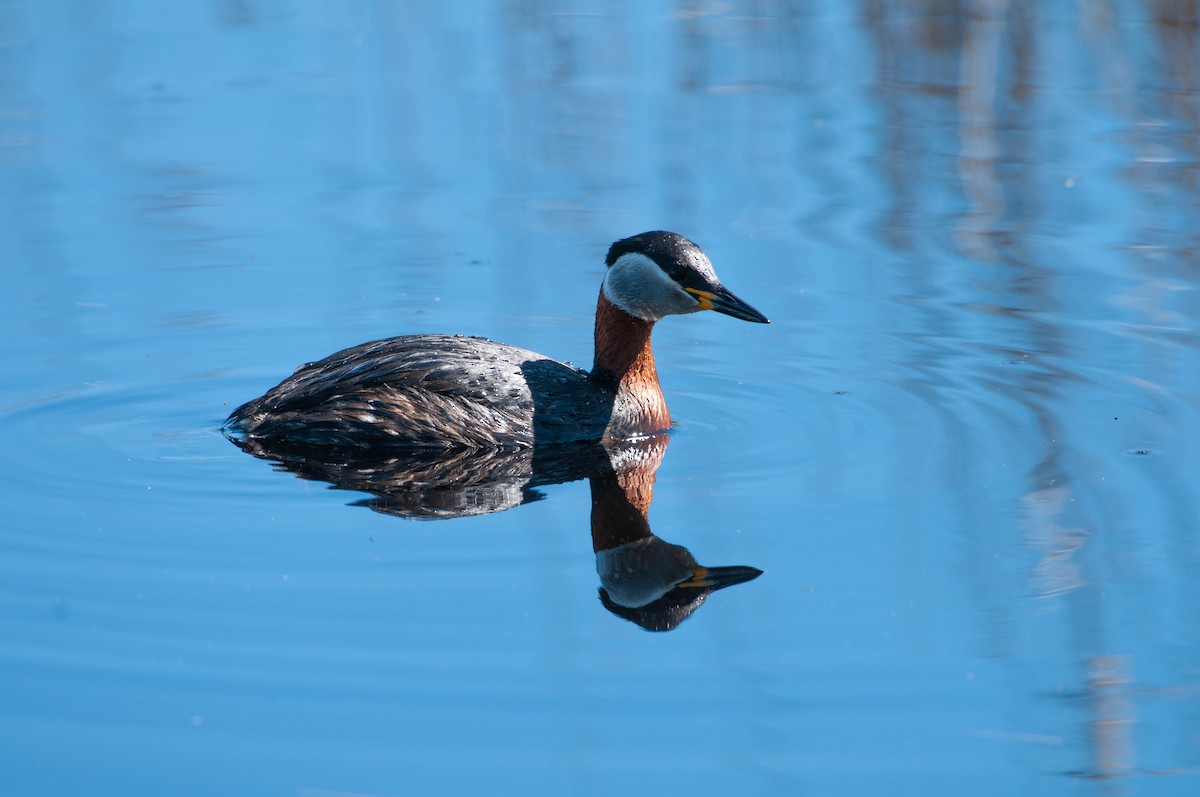 Red-necked Grebe - ML215319621