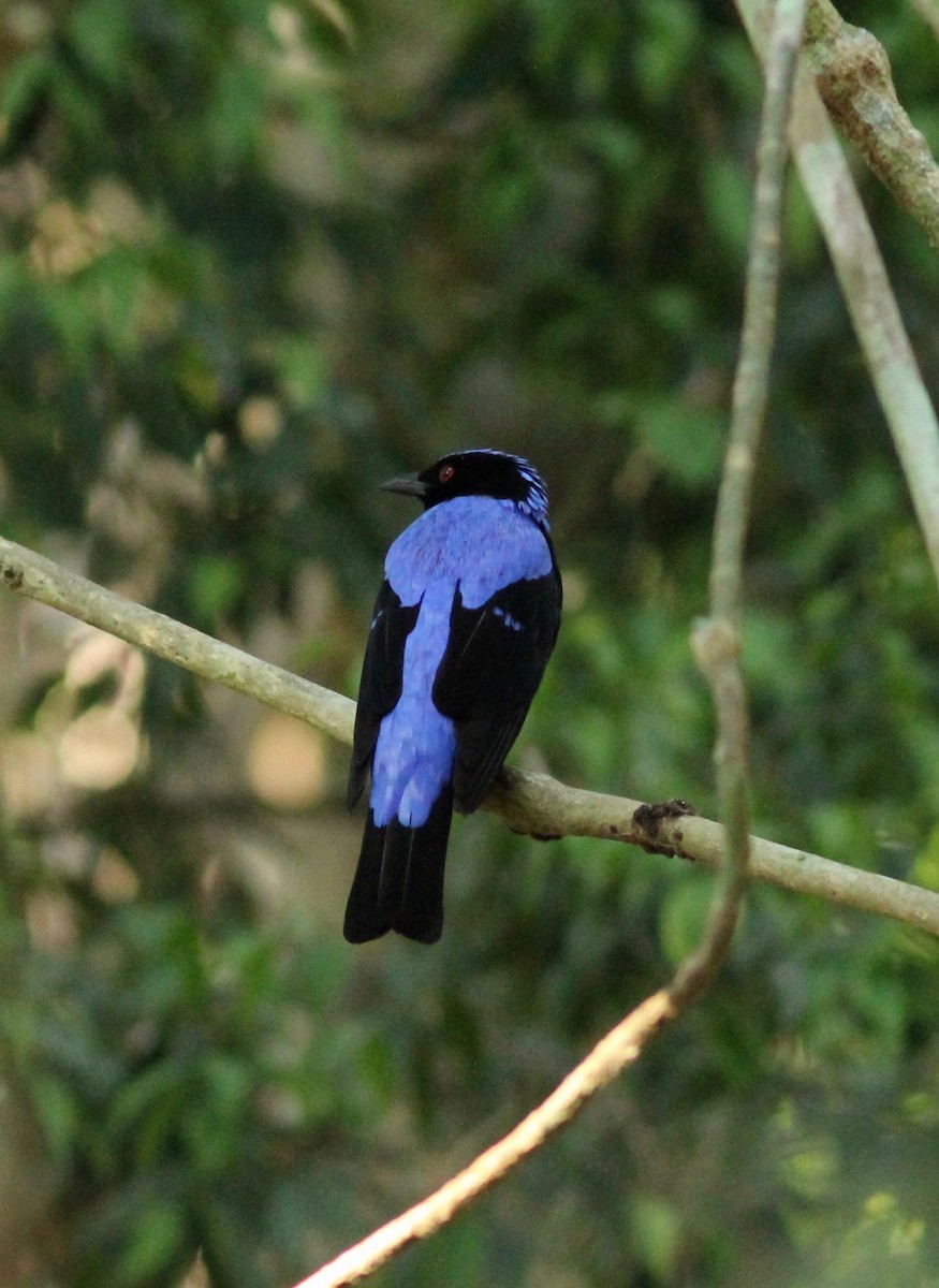 Asian Fairy-bluebird - Matt Yawney