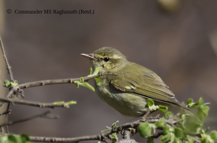 Green Warbler - MS Raghunath