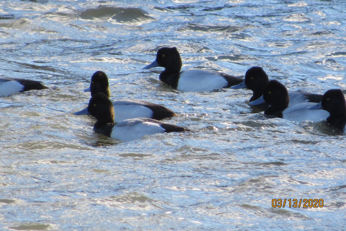 Greater Scaup - Mickey Ryan