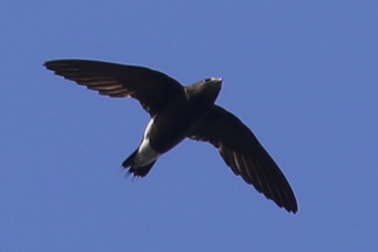 Brown-backed Needletail - ML215323561