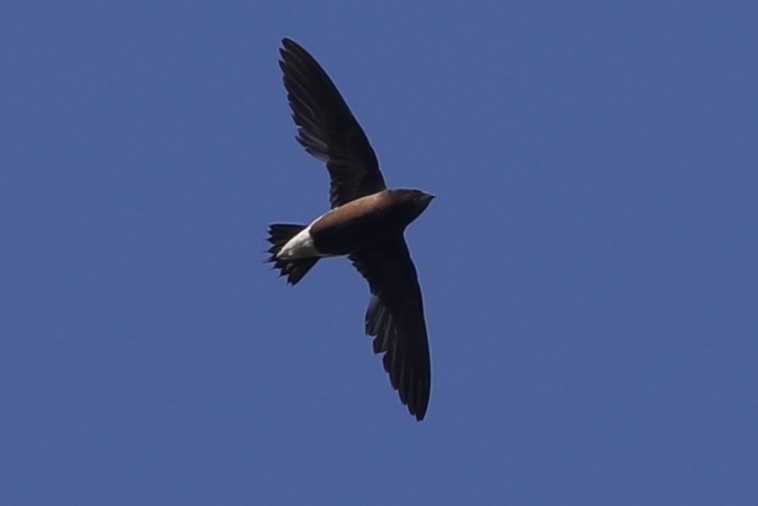 Brown-backed Needletail - ML215323721