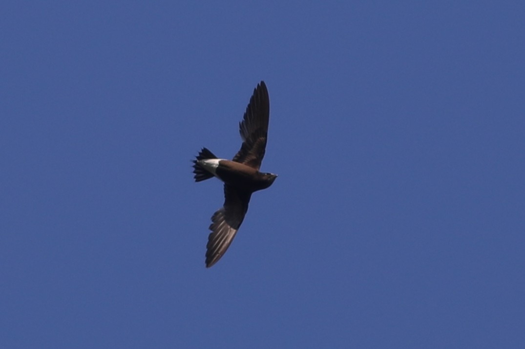Brown-backed Needletail - ML215323761