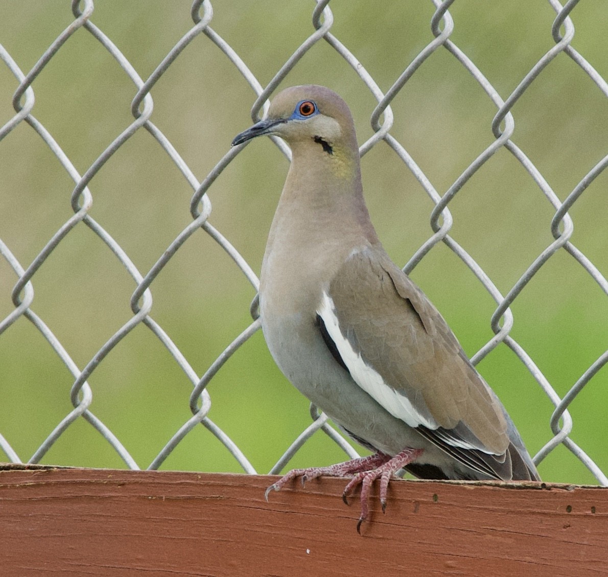 White-winged Dove - ML215327311