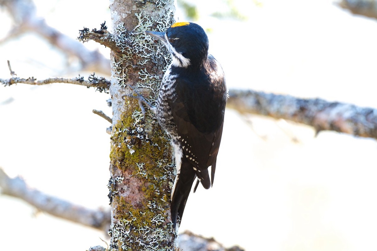 Black-backed Woodpecker - ML215327551