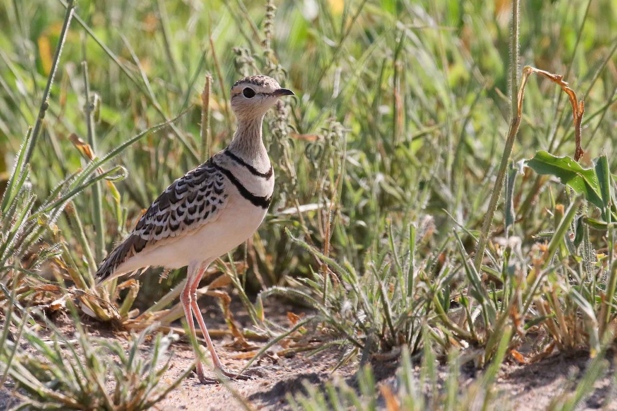 Double-banded Courser - ML215329991