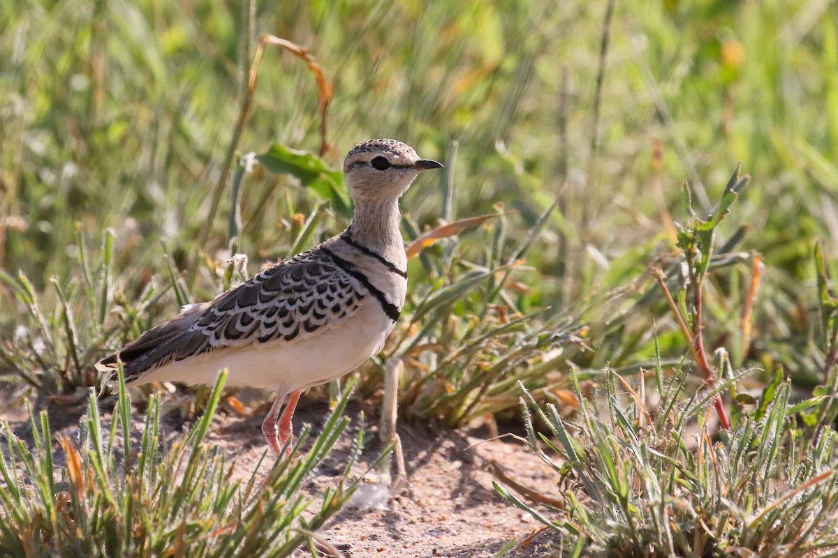 Double-banded Courser - ML215330021