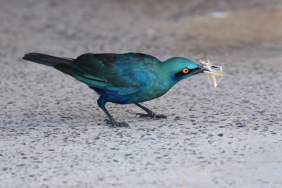 Greater Blue-eared Starling - Michael O'Brien